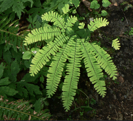 Adiantum pedatum