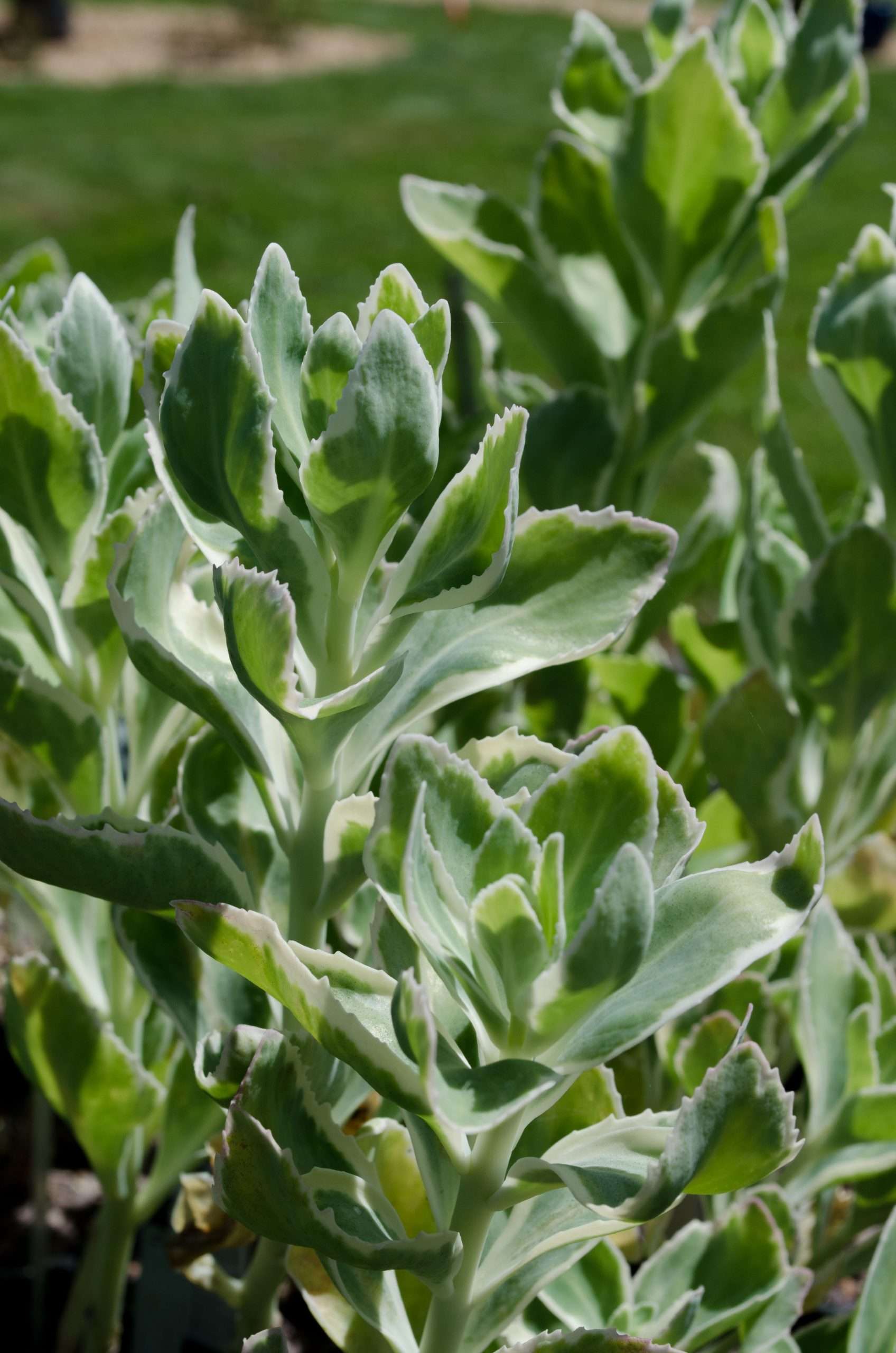 Sedum 'Frosty Morn' – Secret Garden Growers