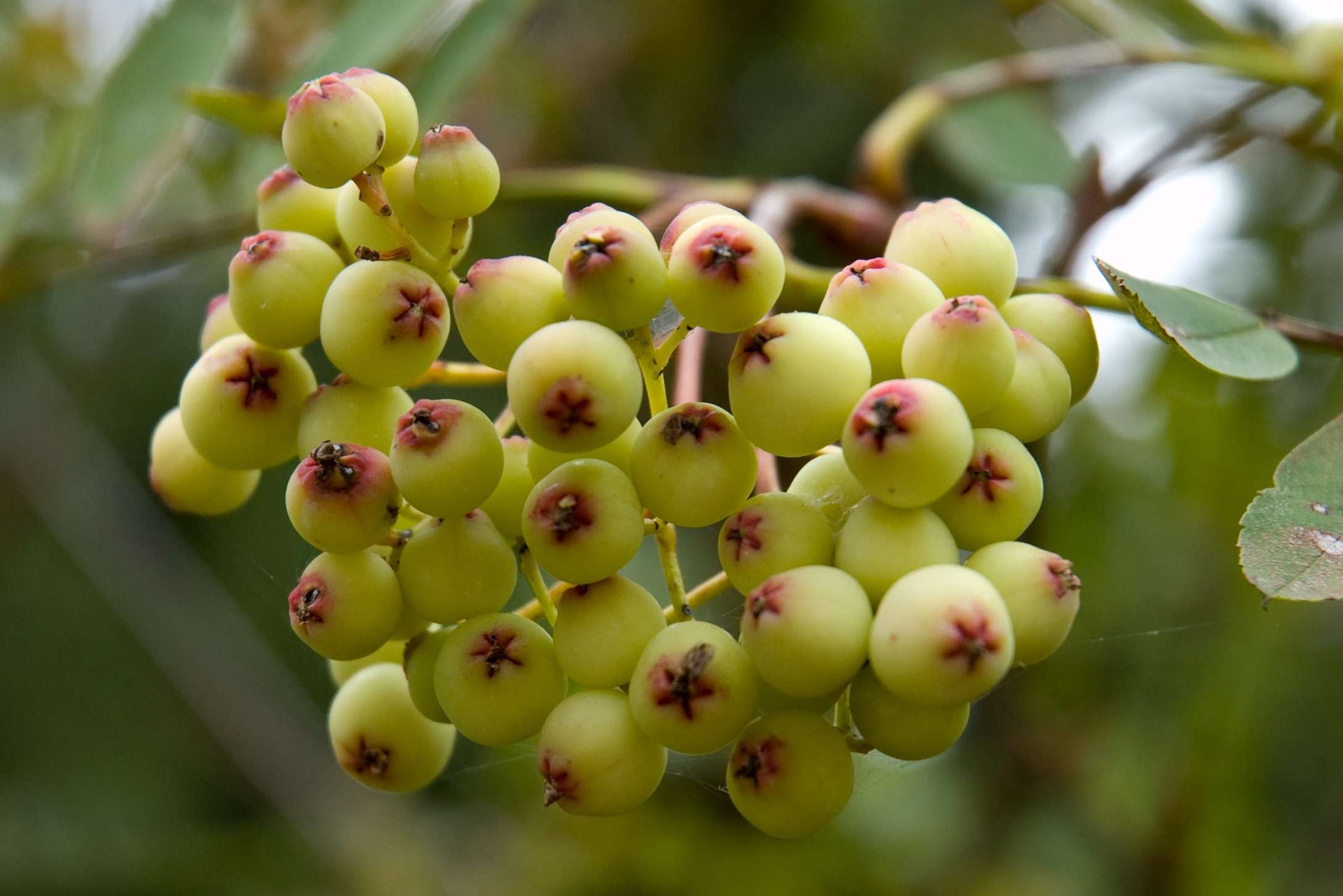 Sorbus cashmeriana