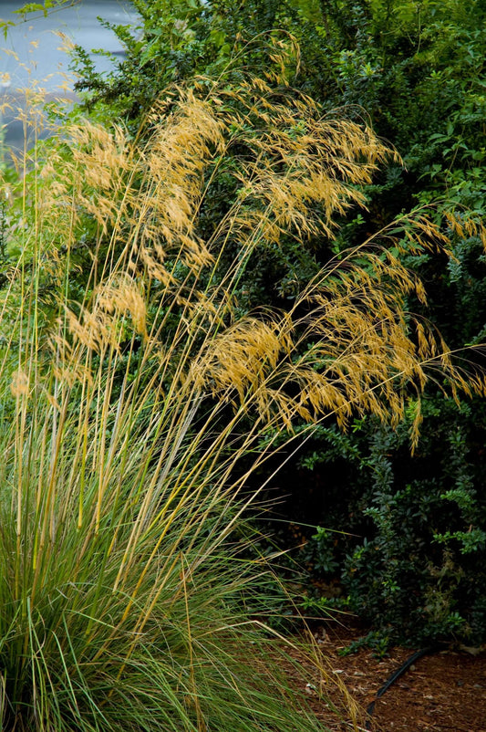 Stipa gigantea