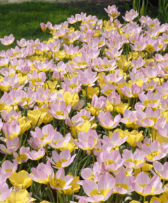 Tulipa saxatilis (Bakeri Group) 'Lilac Wonder'