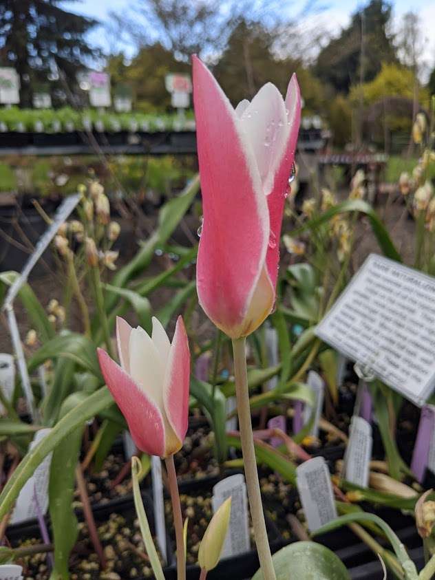 Tulipa clusiana 'Lady Jane'