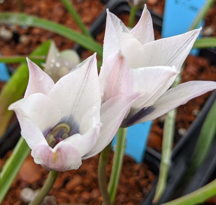 Tulipa humilis Alba Coerulea Oculata