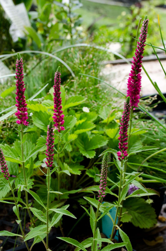 Veronica spicata 'Red Fox'