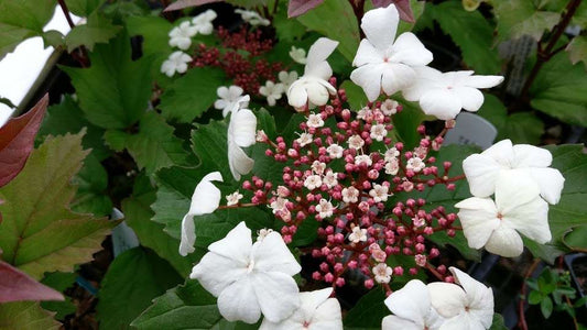 Viburnum Onandaga