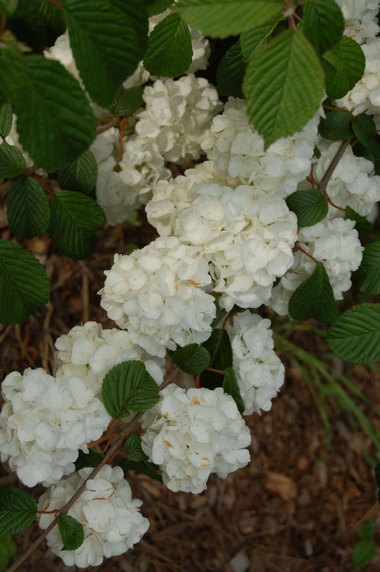 Viburnum Popcorn