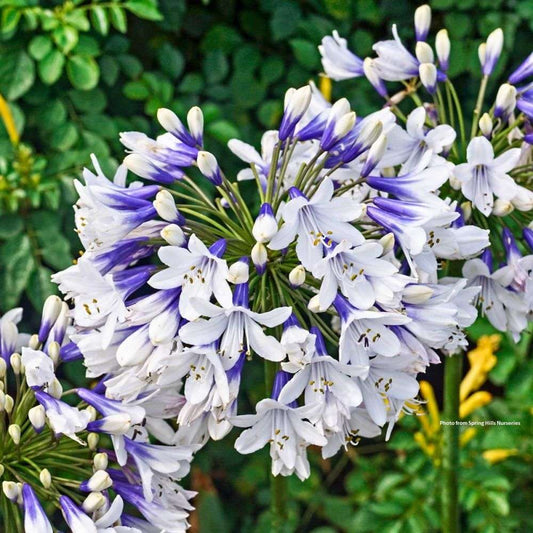 Agapanthus 'Twister' PP25519 - avail mid April