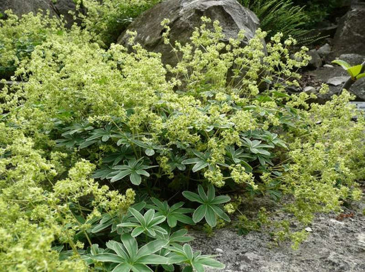 Alchemilla alpina