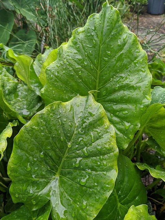 Alocasia gageana