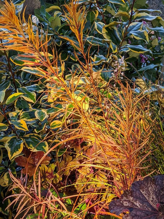 Amorphophallus konjac – Secret Garden Growers