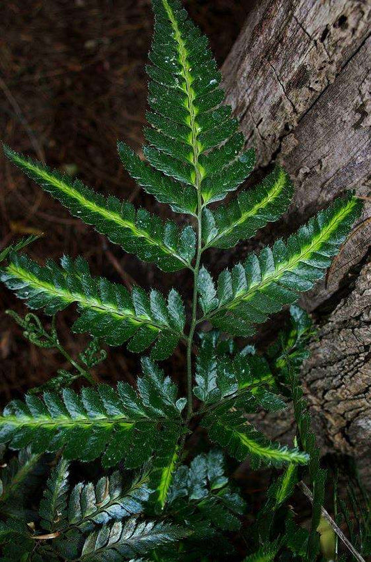 Arachniodes simplicior 'Variegata'