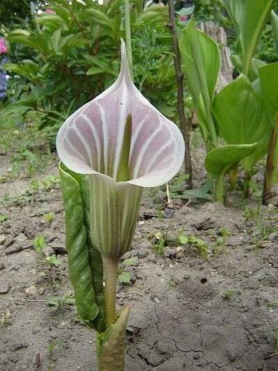 Arisaema candidissimum