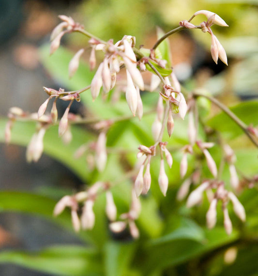 arthropodium cirratum