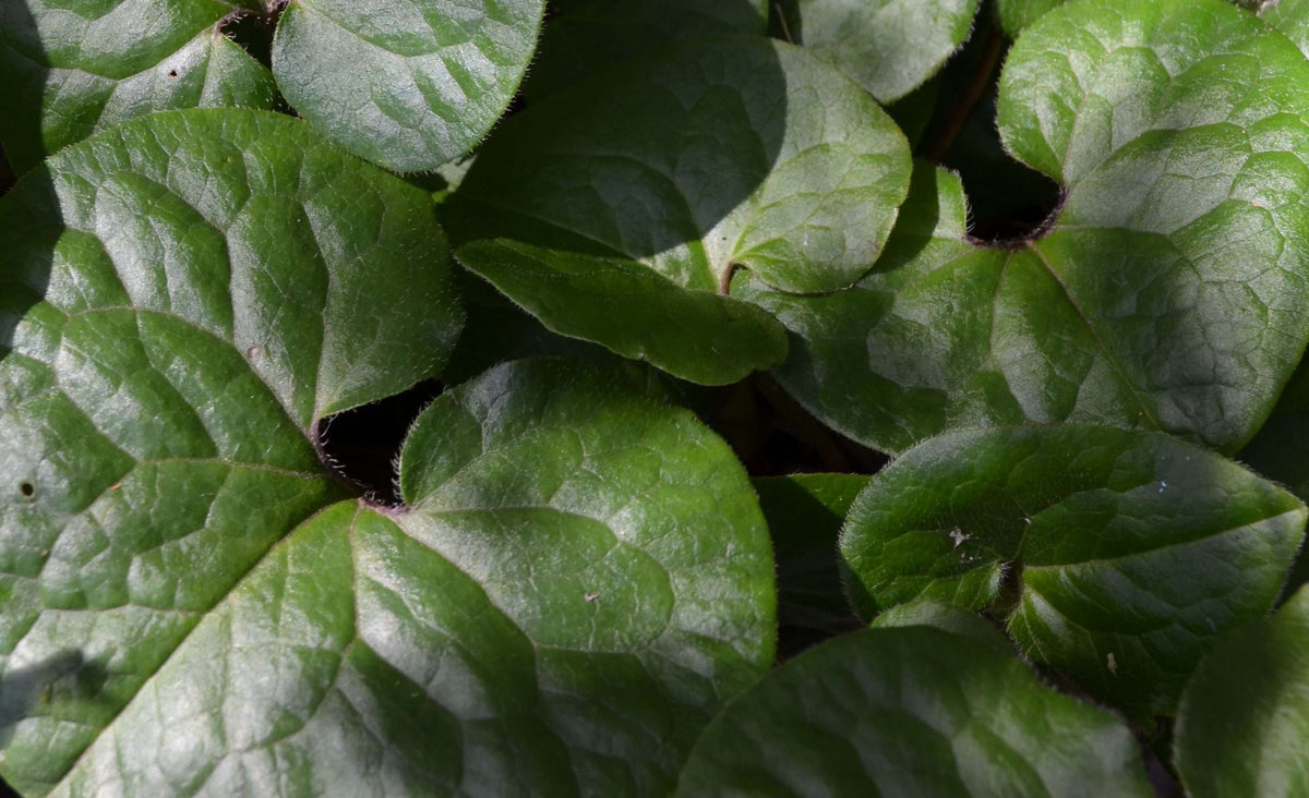 Asarum europaeum – Secret Garden Growers