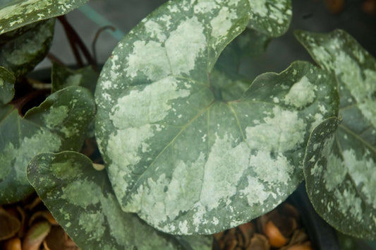 asarum splendens quicksilver