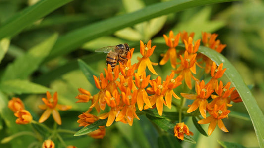 Asclepias tuberosa