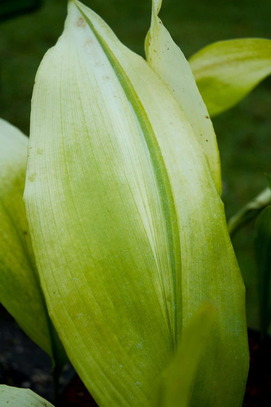 Aspidistra elatior 'Asahi'