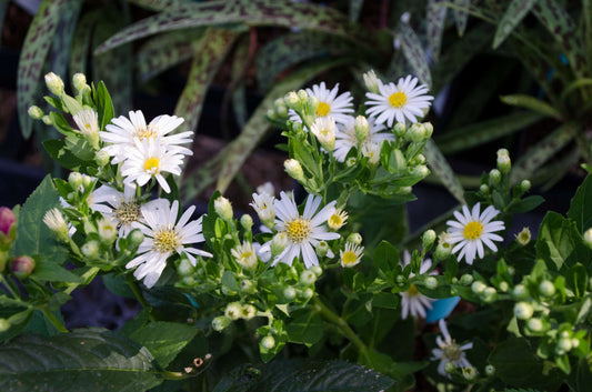 Aster ageratoides 'Starshine'