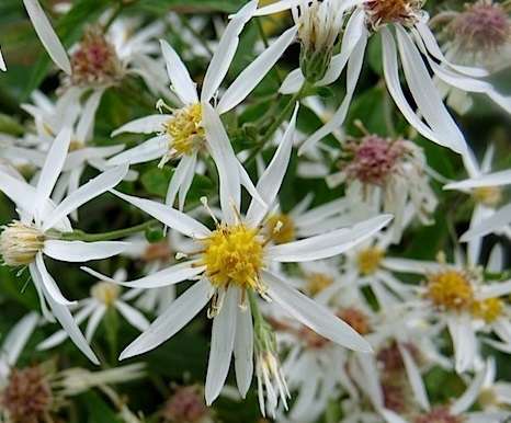 Eurybia divaricata 'Eastern Star'