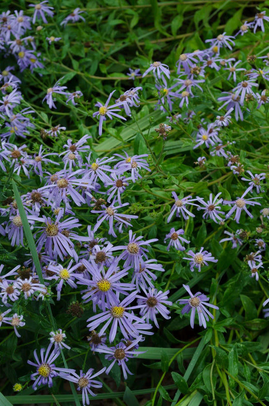 Aster x frikartii 'Mönch'