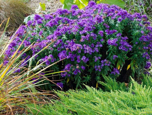 Aster nova-angliae 'Purple Dome'