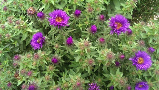 Aster nova-angliae 'Purple Dome'