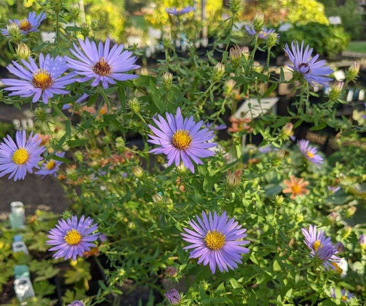 Aster oblongifolium 'October Skies' - avail spring