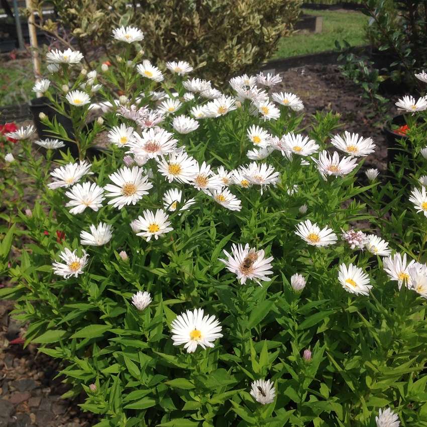 Aster 'Puff White'