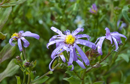 Aster x frikartii 'Mönch'