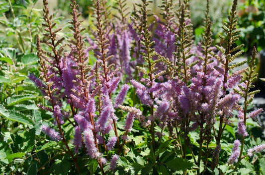 Astilbe x crispa 'Lilliput'