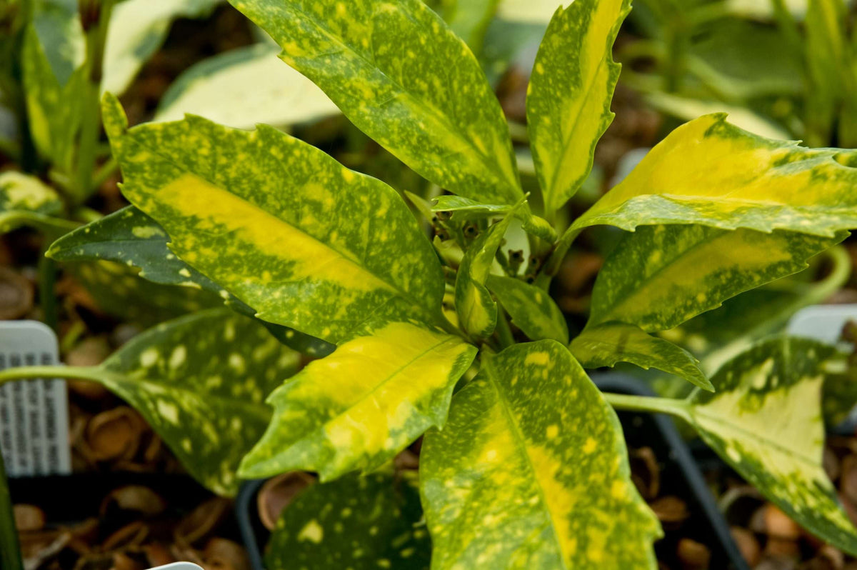 Aucuba japonica 'Picturata' – Secret Garden Growers