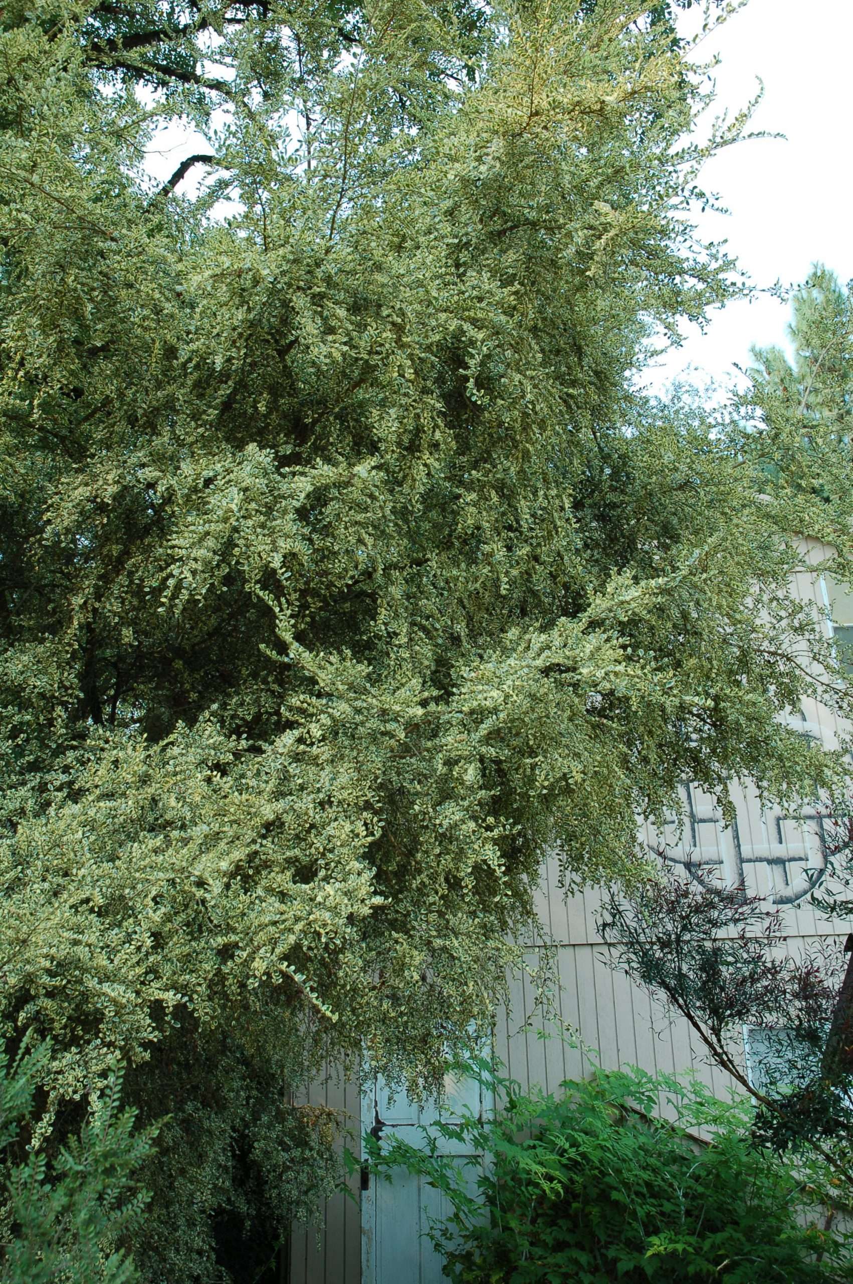 Azara microphylla 'Variegata' – Secret Garden Growers