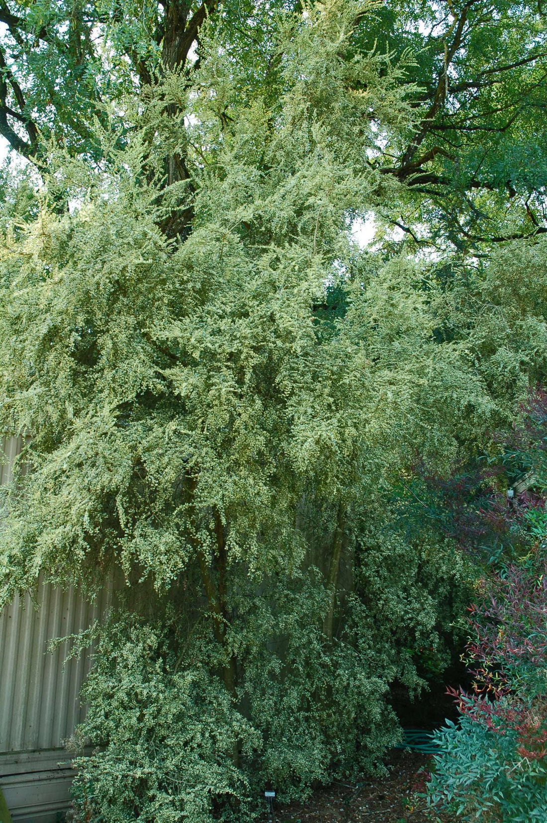 Azara Raphael Azara microphylla 'Variegata' – Secret Garden Growers