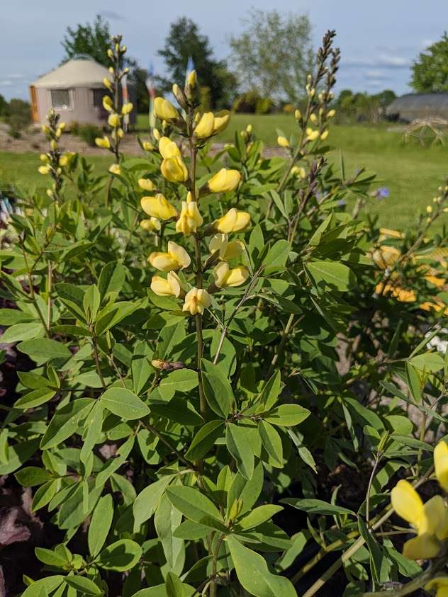 Baptisia 'Carolina Moonlight'