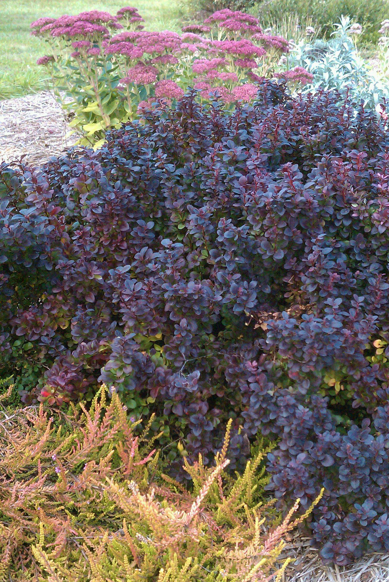 Berberis thunbergii 'Concorde'