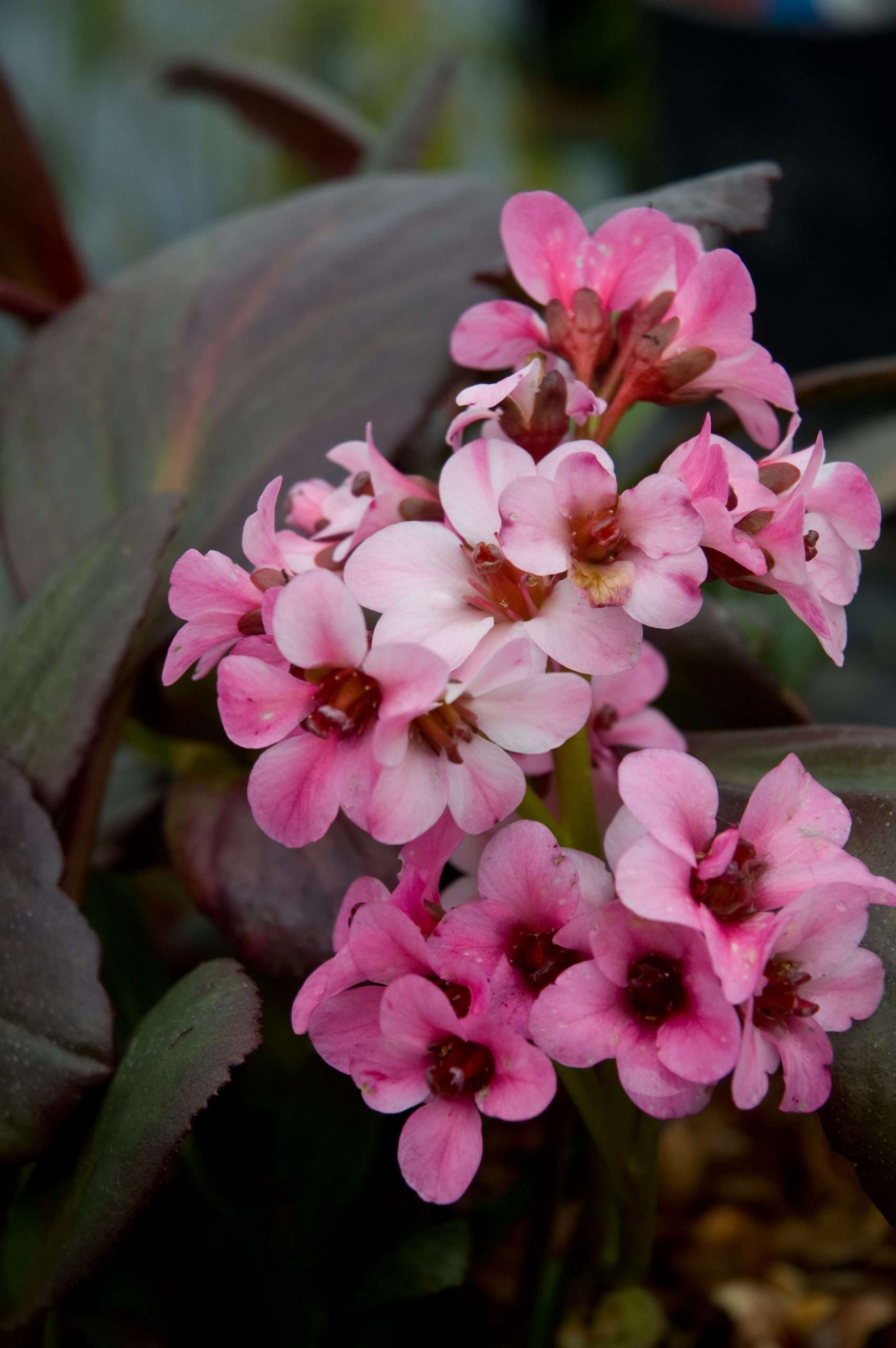 Bergenia Pink Dragonfly Secret Garden Growers bergenia-pink-dragonfly-secret-garden-growers