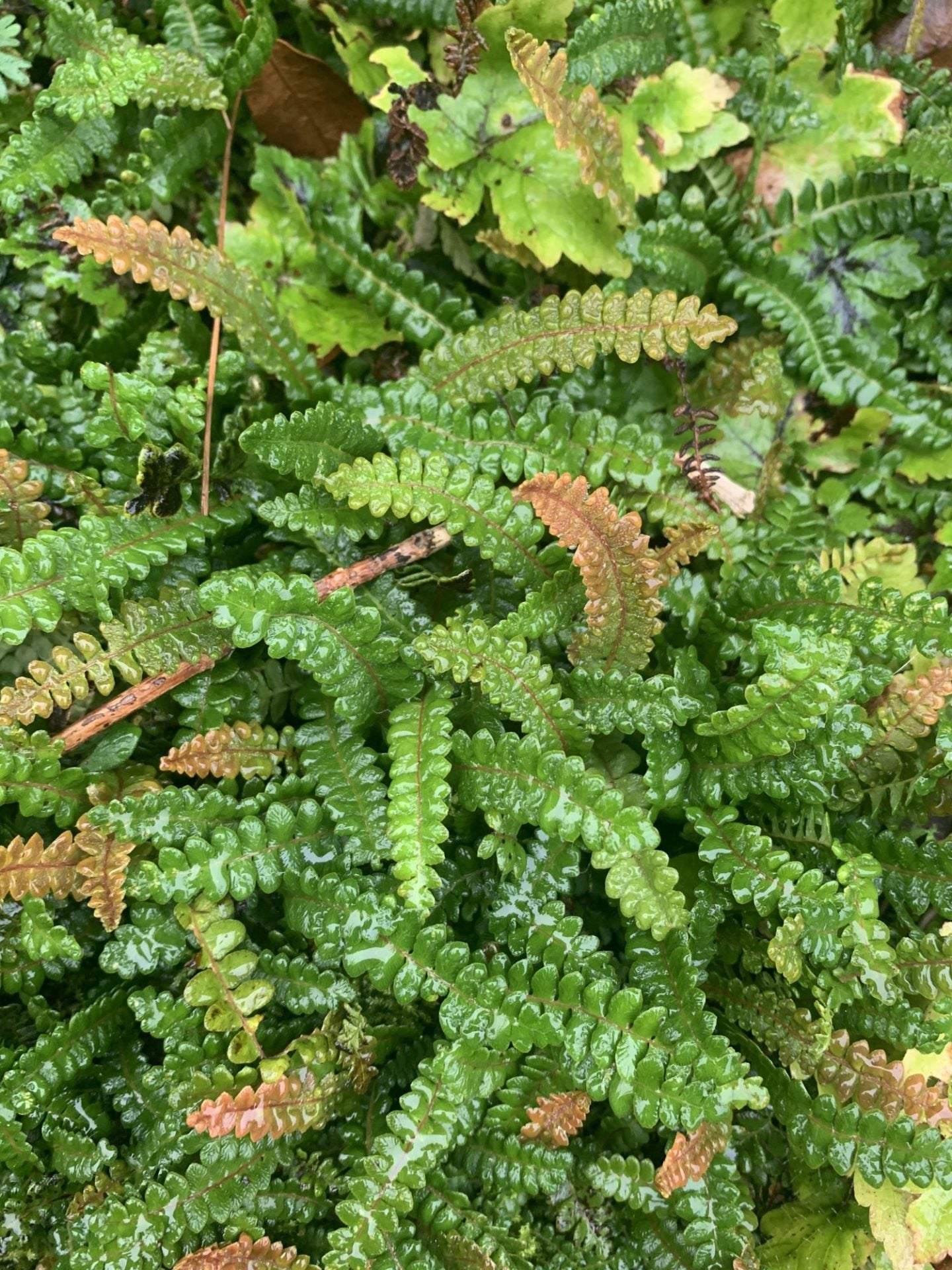 Blechnum penna-marina – Secret Garden Growers