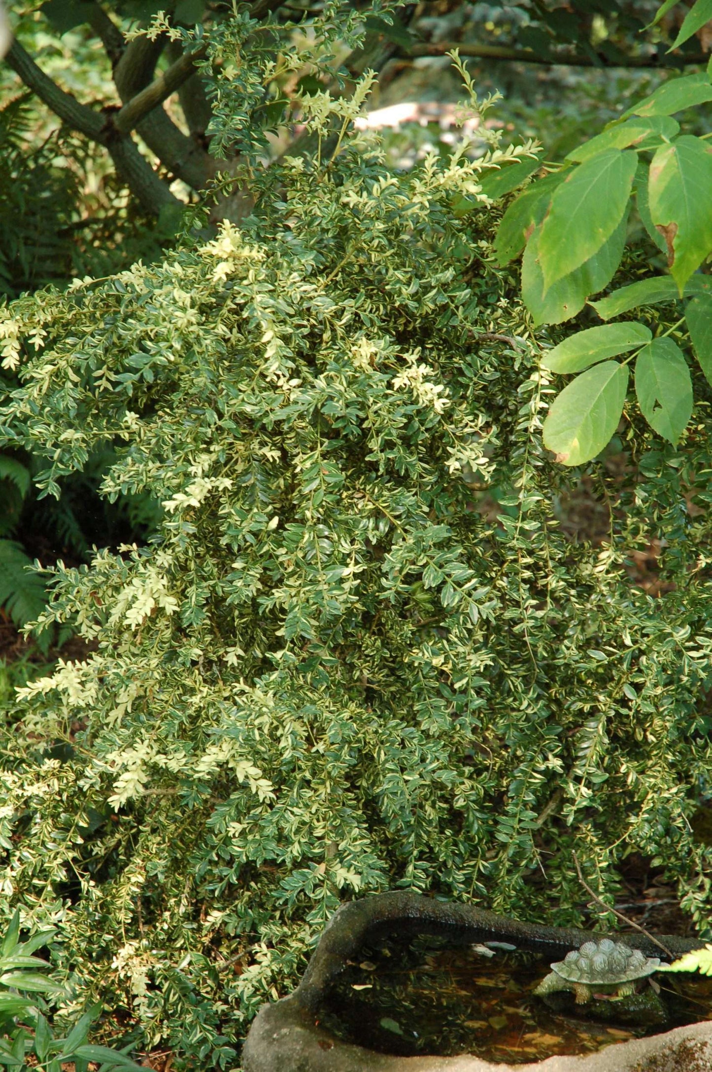 Buxus sempervirens 'Aurea Pendula'