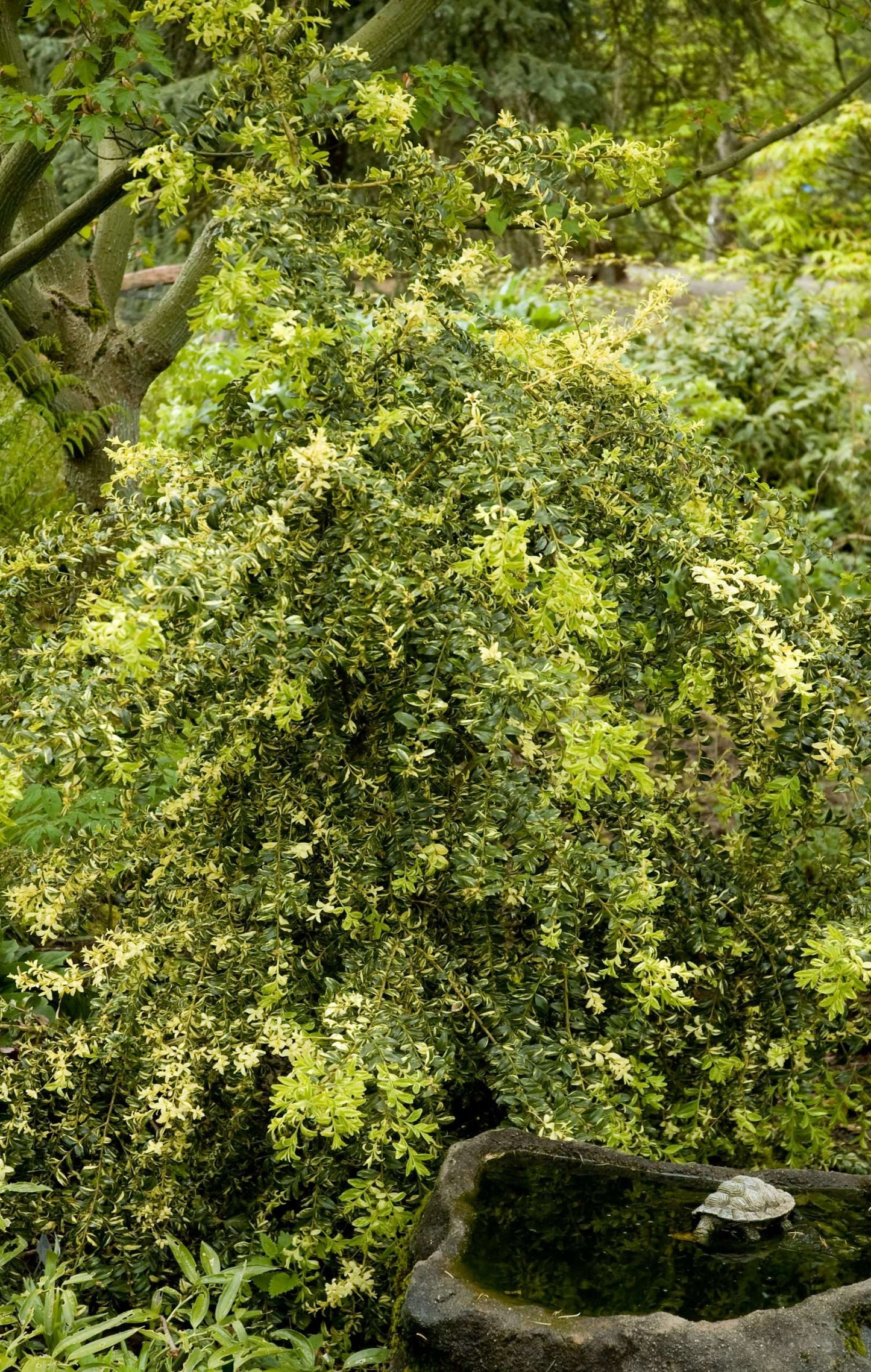 Buxus sempervirens 'Aurea Pendula'