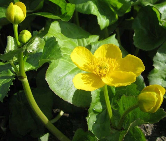 Caltha palustris var. polypetala