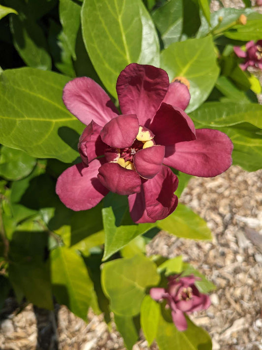 Calycanthus 'Aphrodite'