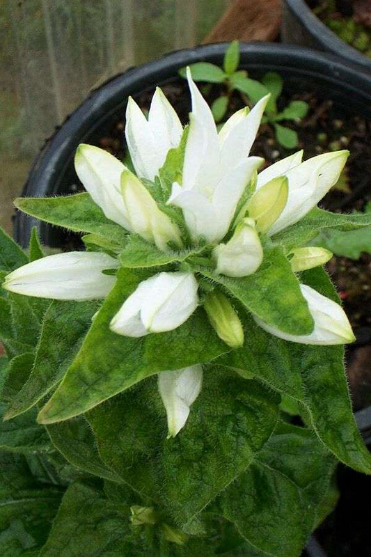Campanula glomerata 'Alba'