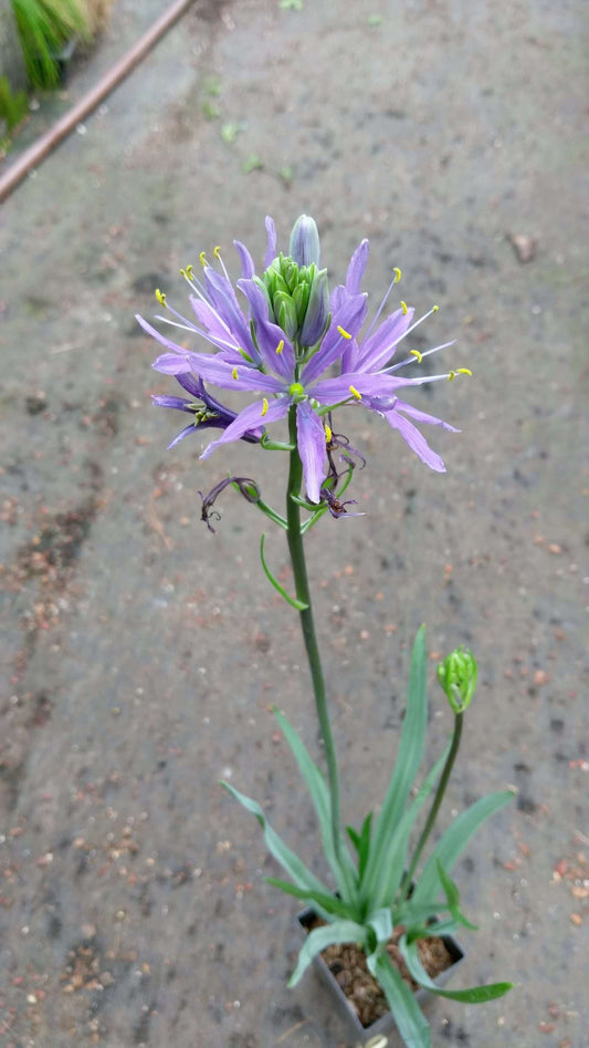 Camassia leichtlinii Blue Danube