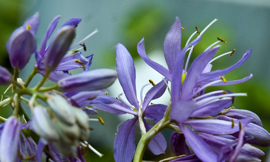 Camassia quamash 'Orion' – Secret Garden Growers