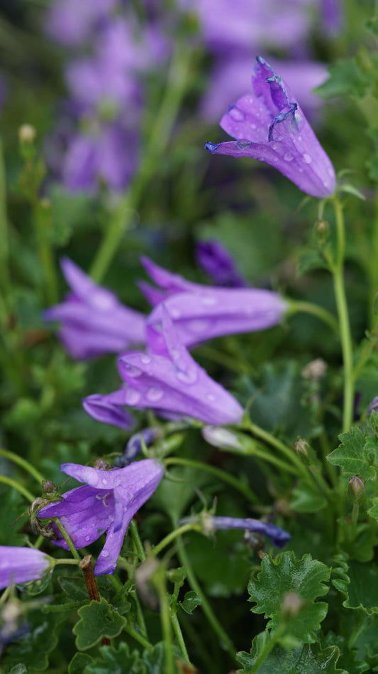 Campanula 'Birch Hybrid'