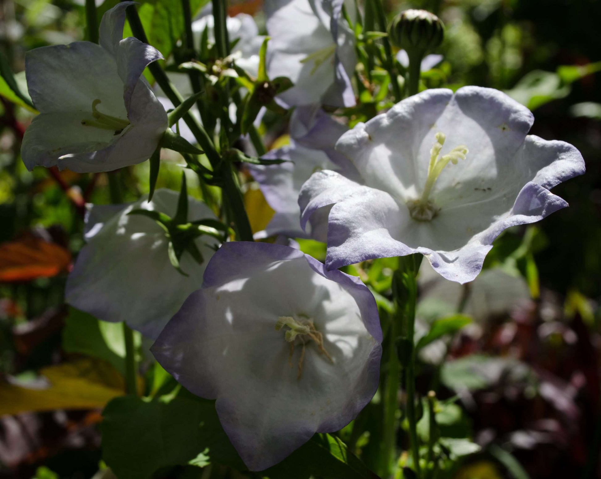 lavender bell shaped flower Campanula persicifolia 'Lavender Mist'