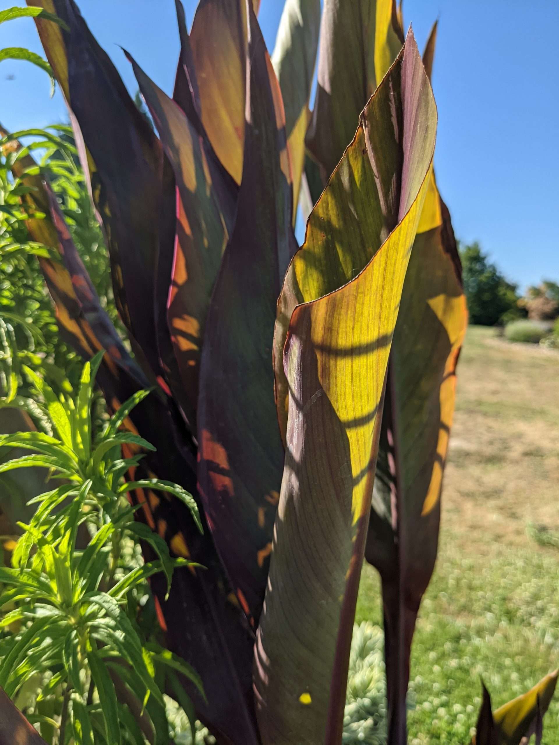 Canna 'Intrigue'