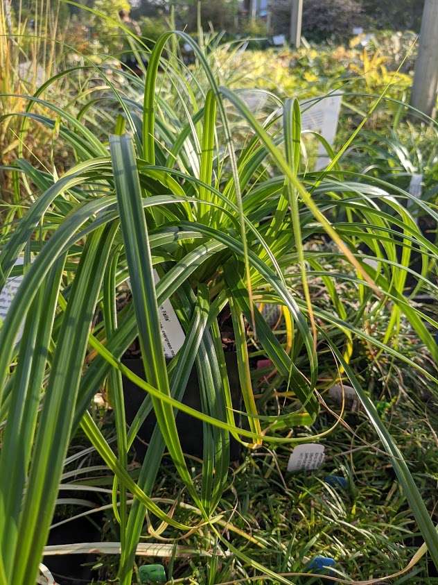 Carex oshimensis 'Ribbon Falls'