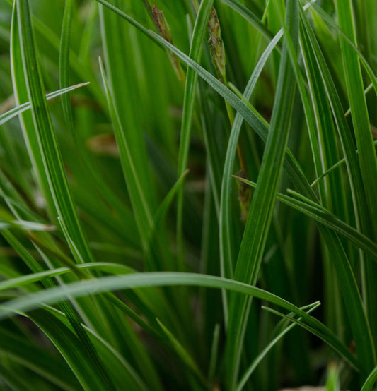 Carex 'Silver Sceptre'