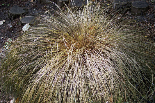 Carex testacea